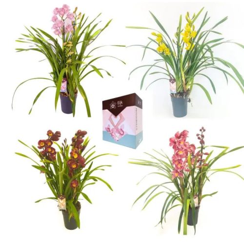 Csónakorchidea 4-5 ágú 85 cm