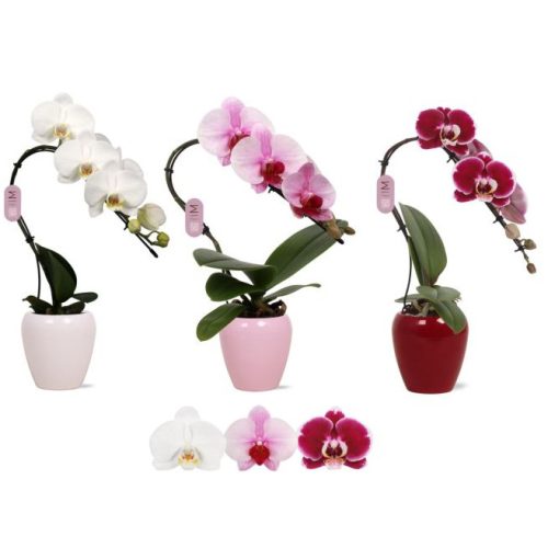 Hattyú Orchidea kaspóban 30 cm