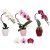 Hattyú Orchidea kaspóban 30 cm