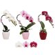 Hattyú Orchidea kaspóban 30 cm