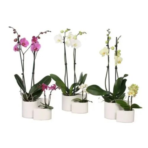 Orchidea család 2 ágú nagy és 2 ágú mini kaspóban