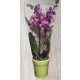 Orchidea pink 2 ágas 60 cm