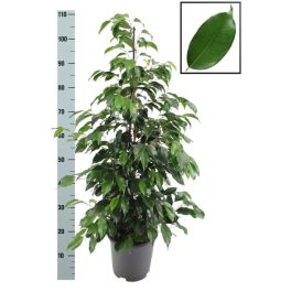 Csüngőágú fikusz 110 cm