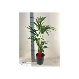 Kenciapálma 110 cm